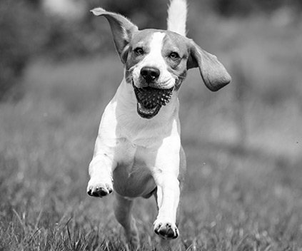 CACHORRO