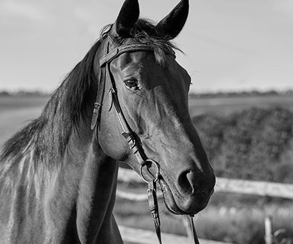 cavalo