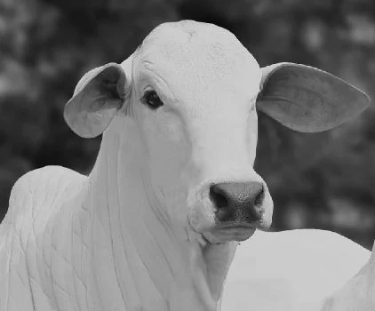 vaca-1
